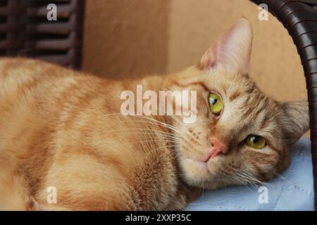 Ingwerkatze liegend und in die Kamera schauend. Orange flauschige Katze, entzückend, süßes Haustier, das sich zu Hause entspannt. Adoptieren Sie ein obdachloses Tier. Stockfoto