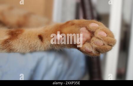 Ginger Katzenpfote, orangefarbenes Fell mit rosafarbener Fußsohle. Flauschige Katze, die sich zu Hause entspannt. Süße, weiche, sanfte Kätzchenpfote. Stockfoto