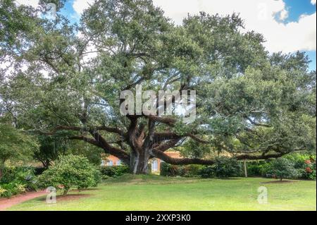 Southern Live Oak Tree, Quercus Virginiana, im New Orleans Botanical Garden im City Park, New Orleans, Louisiana, USA. Stockfoto