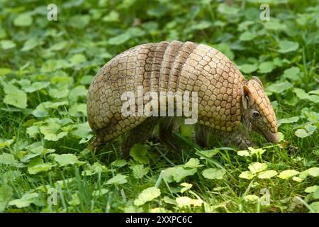 Seitenansicht eines südlichen dreibändigen Armadillo oder La Plata dreibändigen Armadillo, der in Südamerika beheimatet ist, Tolypeutes matacus Stockfoto