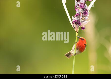 Sulawesi myzomela (Myzomela chloroptera) ist eine Vogelart aus der Familie der Meliphagidae. Sie ist endemisch in Indonesien, wo sie in Sulawesi vorkommt. Stockfoto