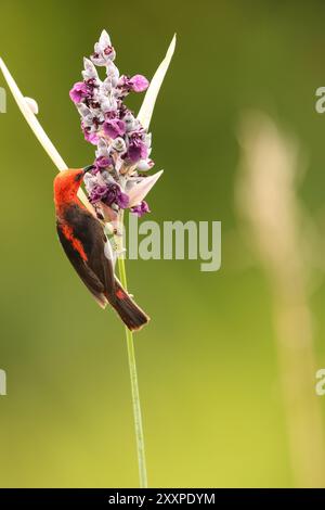 Sulawesi myzomela (Myzomela chloroptera) ist eine Vogelart aus der Familie der Meliphagidae. Sie ist endemisch in Indonesien, wo sie in Sulawesi vorkommt. Stockfoto