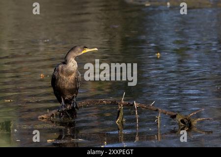 Doppelhauchkormorane (Phalacrocorax aurituson) am Fluss Stockfoto