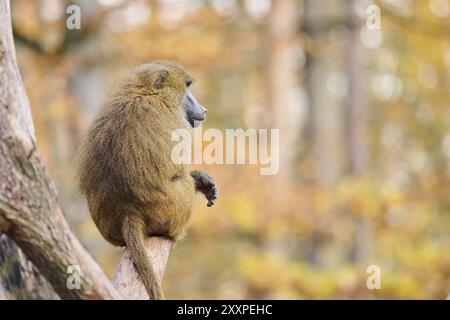 Guinea-Pavian (Papio papio) auf einem Baumstamm sitzend, Bayern, Deutschland Europa Stockfoto