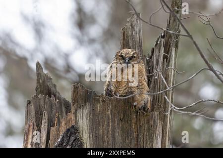 Große gehörnte Eule. Die jungen Eulen auf dem Nest Stockfoto