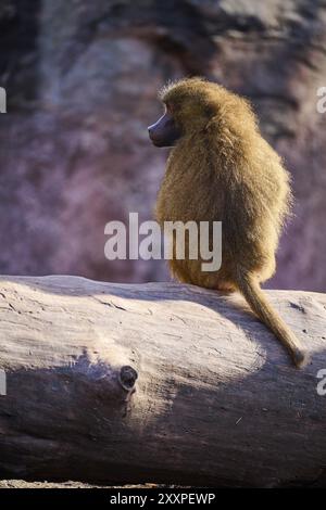 Guinea-Pavian (Papio papio) auf einem Baumstamm sitzend, Bayern, Deutschland Europa Stockfoto