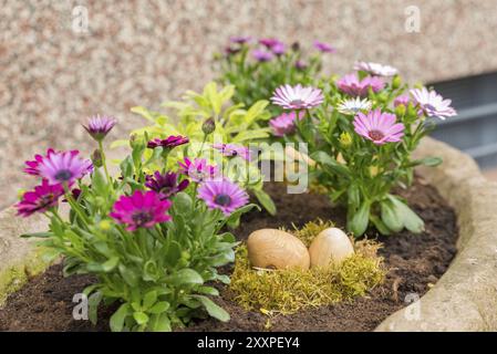 Ostereier liegen zwischen Blumen in einem Moosnest Stockfoto