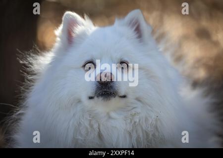 Die japanische Spitze ist eine kleine bis mittlere Rasse des Typs Spitz Stockfoto