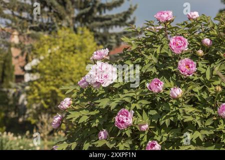 Große rote Pfingstrose mit Blättern und unscharfem farbenfrohen Hintergrund Stockfoto