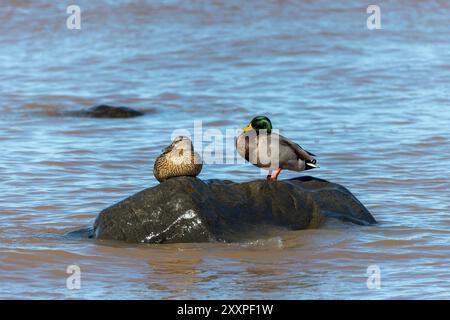 Ein Paar Stockenten, eine Stockente, die auf einem Felsen am Ufer des Lake Michigan ruht Stockfoto