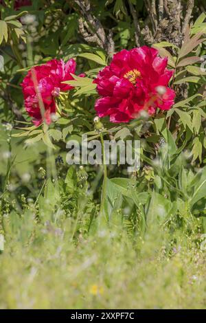 Große rote Pfingstrose mit Blättern und unscharfem farbenfrohen Hintergrund Stockfoto