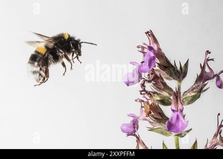 Gemahlene Hummel auf einer Gamanderblume Stockfoto