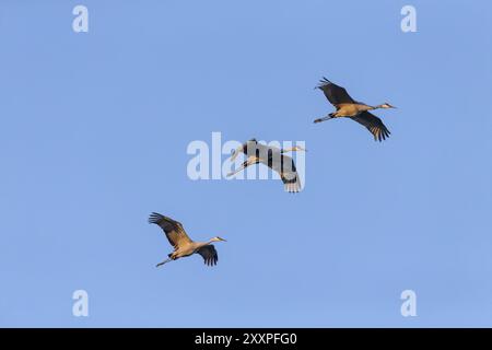 Die Sandhill-Krane (Antigone canadensis) im Flug Stockfoto