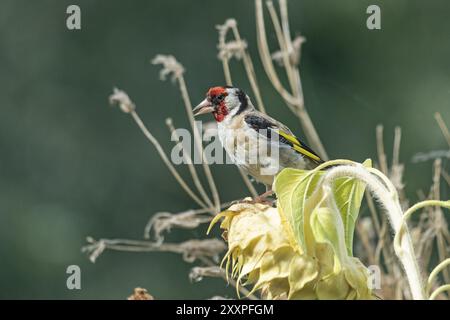 Europäischer Goldfink (Carduelis carduelis), auch bekannt als Goldfink, sitzt auf einer verblassten Sonnenblume, Wilhelmsburg, Hamburg, Deutschland, Europa Stockfoto