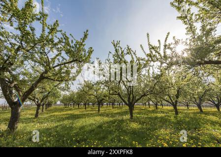 Orchard in der untergehenden Sonne mit Löwenzahn in Blüte Stockfoto