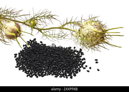 Schwarzer Kümmel mit Samenkapseln und Blättern, auf weiß geschnitten Stockfoto