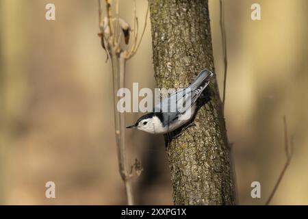 Vogel. Weißbrassen-Nuthatch, amerikanischer Vogel, auf der Suche nach Insekten und Samen im Quellwald Stockfoto