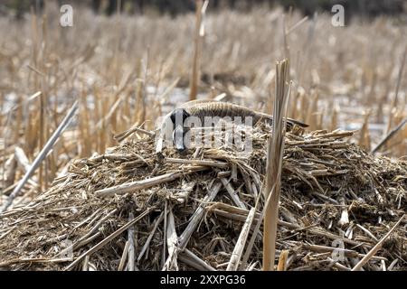 Die Kanadagans (Branta canadensis) auf dem Nest Stockfoto