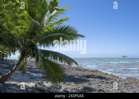 Strand bei Ebbe mit Kokospalmen (Cocos nucifera), hinter Motu, Tetiaroa, Atoll, Marlon Brando Island, Französisch-Polynesien, Gesellschaftsinseln, Leeward I. Stockfoto