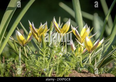 Mehrere kleine Sterntulpen wachsen zwischen grünem Gras, fotografiert aus Froschperspektive Stockfoto