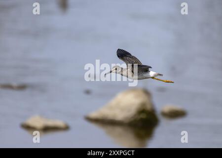 Watvögel oder Ufervögel, die häufig entlang von Küsten und Wattengebieten waten, um nach Nahrung zu suchen, die sich im Schlamm und Sand tummeln Stockfoto