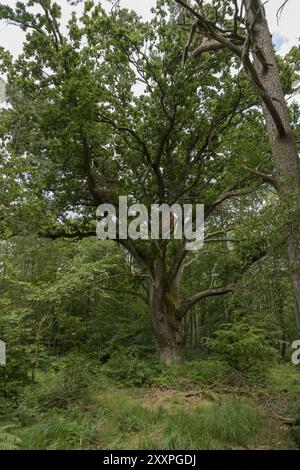 Sehr alte Eiche in deutscher Moorwaldlandschaft mit Farnen, Gras und Laubbäumen im Sommer Stockfoto