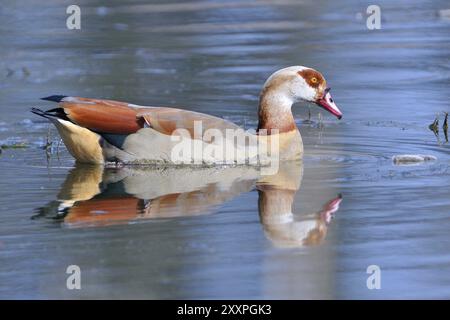 Ägyptische Gans auf einem See in der oberlausitz. Ägyptische Gans auf einem See in der Oberlausitz Stockfoto