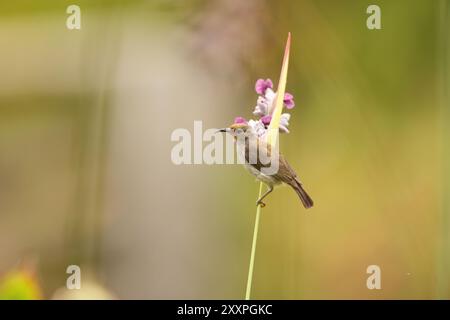 Sulawesi myzomela (Myzomela chloroptera) ist eine Vogelart aus der Familie der Meliphagidae. Sie ist endemisch in Indonesien, wo sie in Sulawesi vorkommt. Stockfoto