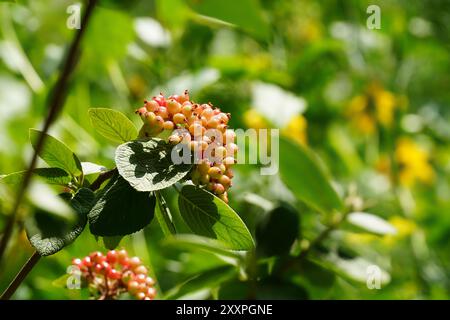 Viburnum 'Allegany' - Früchte entwickeln sich Stockfoto