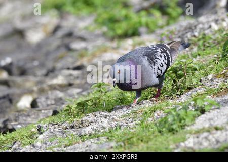 Rock Dove (Columba Livia) auf der Suche nach Essen. Steintaube sucht nach Essen Stockfoto