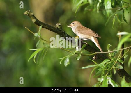 Soor-Nachtigall, Soor-Gesang am Morgen auf einem Baum. Soor am Morgen Stockfoto