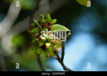 Viburnum „Allegany“ – Fruchtbildung Stockfoto