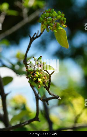 Viburnum „Allegany“ – Fruchtbildung Stockfoto