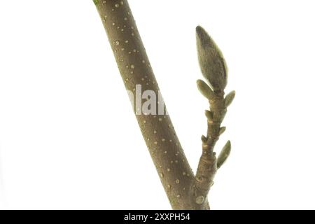 Bud auf dem Ast einer Magnolie, abgeschnitten Stockfoto