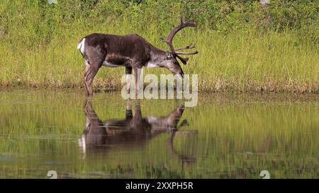 Karibus in einem See des Denali-Nationalparks in Alaska Stockfoto