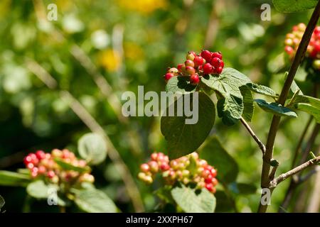 Viburnum 'Allegany' - reifende Früchte Stockfoto