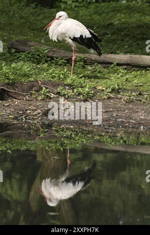 Storch am Ufer eines Teichs Stockfoto