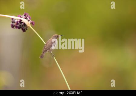 Sulawesi myzomela (Myzomela chloroptera) ist eine Vogelart aus der Familie der Meliphagidae. Sie ist endemisch in Indonesien, wo sie in Sulawesi vorkommt. Stockfoto