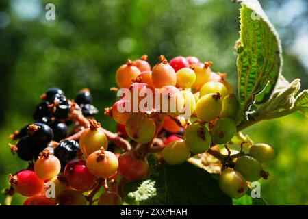 Viburnum 'Allegany' - reifende Früchte Stockfoto