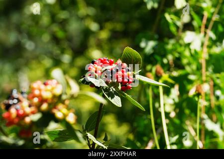 Viburnum 'Allegany' - reifende Früchte Stockfoto