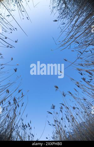 Weitwinkelfoto, das im Winter zwischen HochSchilf hinaufblickt Stockfoto