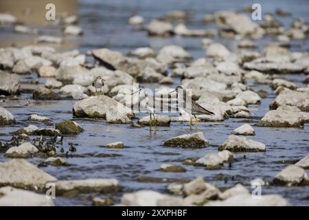 Watvögel oder Ufervögel, die häufig entlang von Küsten und Wattengebieten waten, um nach Nahrung zu suchen, die sich im Schlamm und Sand tummeln Stockfoto