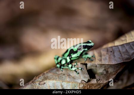 Grüner und schwarzer Giftpfeilfrosch (Dendrobates auratus) auf einem Blatt, Provinz Heredia, Costa Rica, Mittelamerika Stockfoto