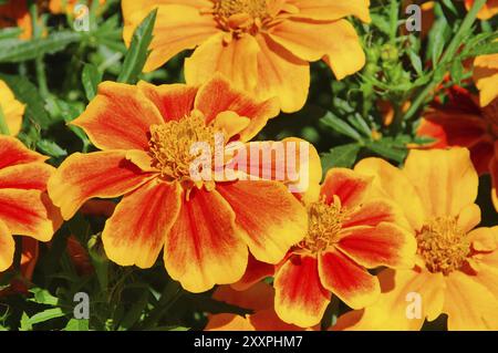 Tagetes 24 Stockfoto