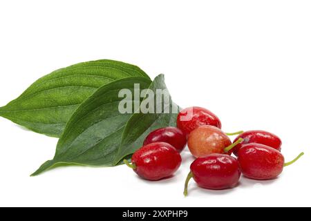 Beeren und Blätter einer Kornelkirsche (Cornus MAS) Stockfoto