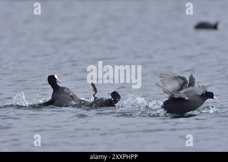 Eurasischer Coot in der Paarungszeit. Eurasische Bohlensauben während der Paarungszeit Stockfoto