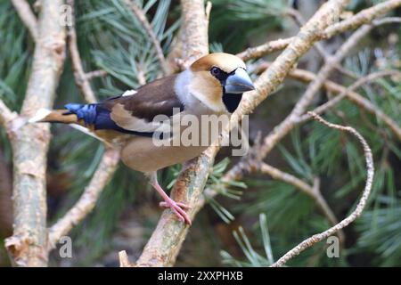 Männlicher Karettfink auf einer Kiefer. Männlicher Karettlein (Coccothraustes coccothraustes) Stockfoto