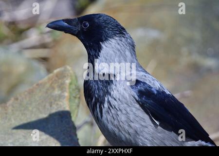 Aaskrähe beim Stecken. Aas-Krähe sucht nach Nahrung Stockfoto