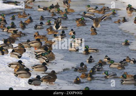 Stockenten (Anas platyrhynchos), weiblich und männlich, weiblich und männlich, Paar, Paar, drake, Deutschland, Stockenten, männlich und weiblich, Paar, Deutschland, Europa Stockfoto