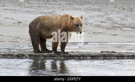 Grizzlybär am Ufer des Douglas River im Katmai National Park in Alaska Stockfoto